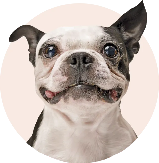 Petmasters