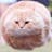 HTTP Status Cats API
