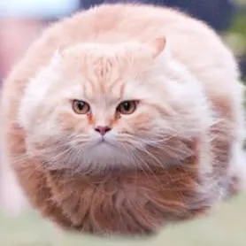 HTTP Status Cats API