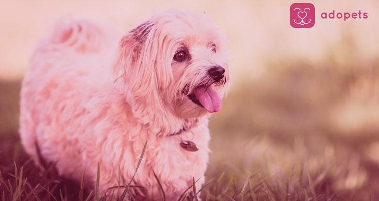 adopets gallery image