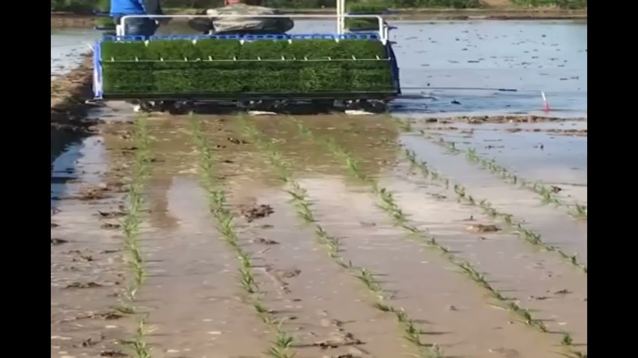 High-speed low cost rice transplanter gallery image
