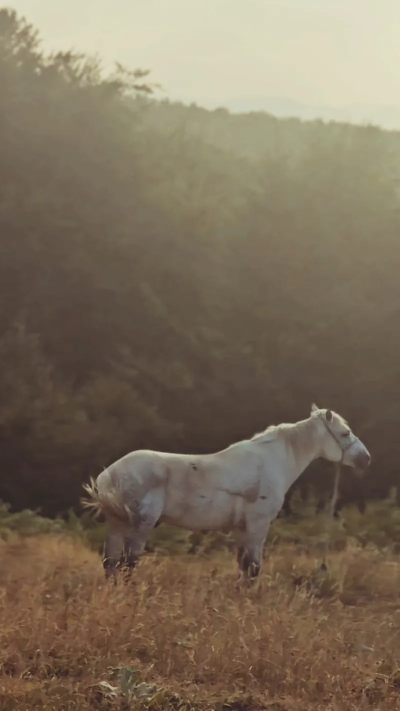 Camping in Kosovo screenshot 1