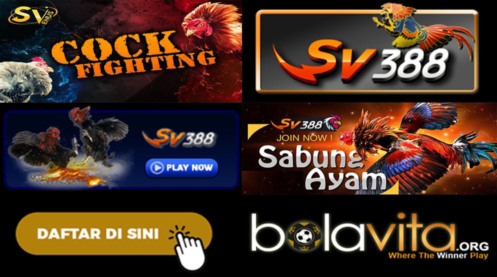 BOLAVITA Agen Resmi SV388 Sabung Ayam media 1