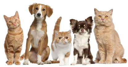 Vet Triage Chat Bot gallery image
