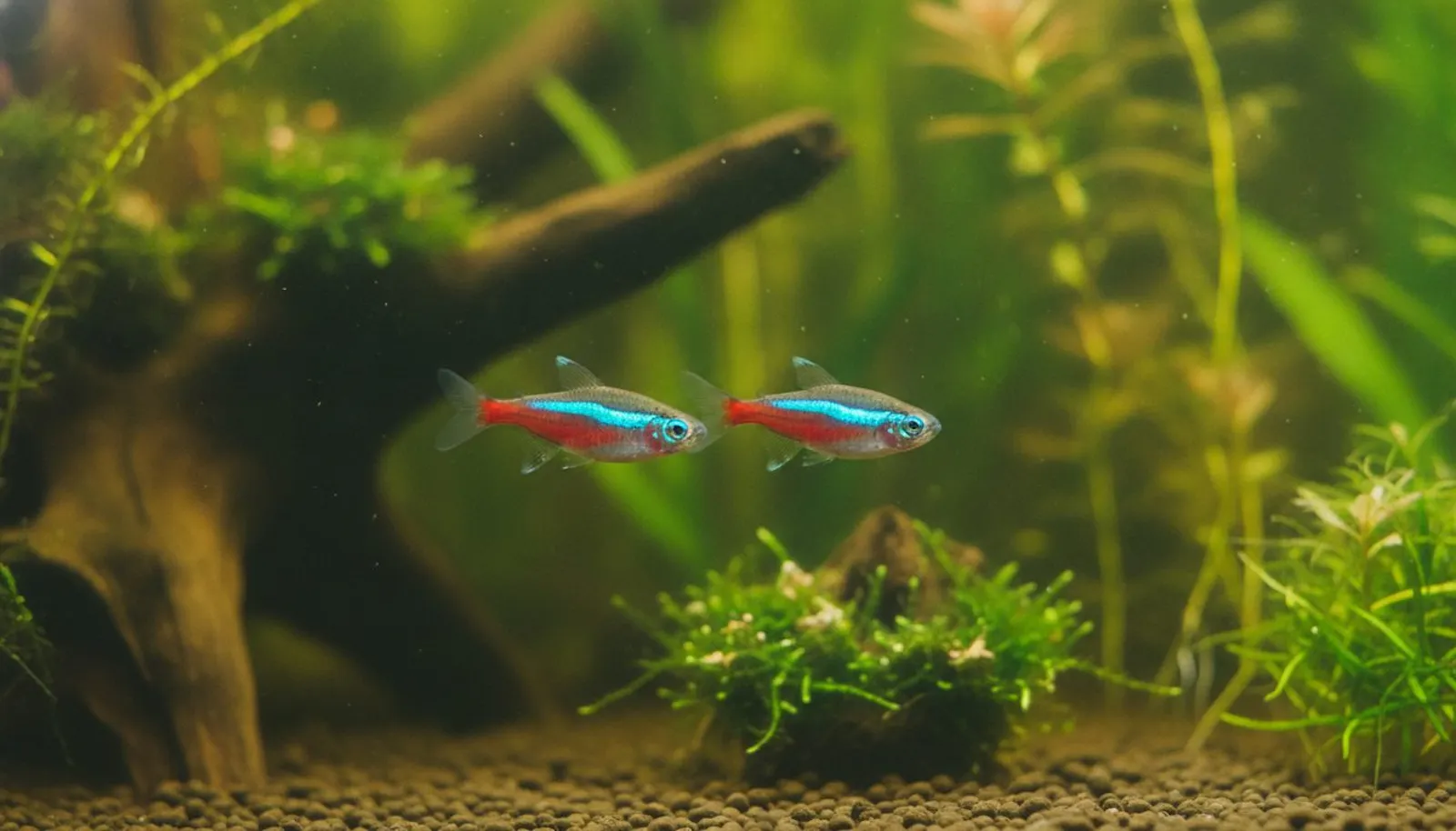 Fishkeeping screenshot 1