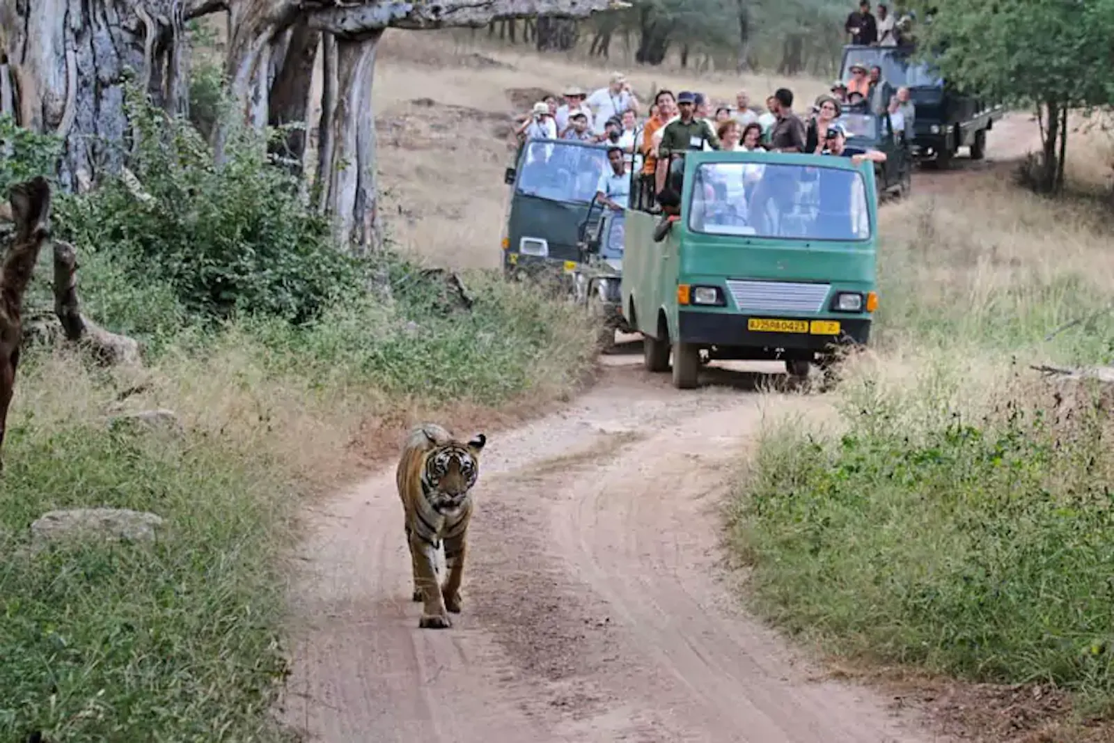 Cultural Safari Tours screenshot 5