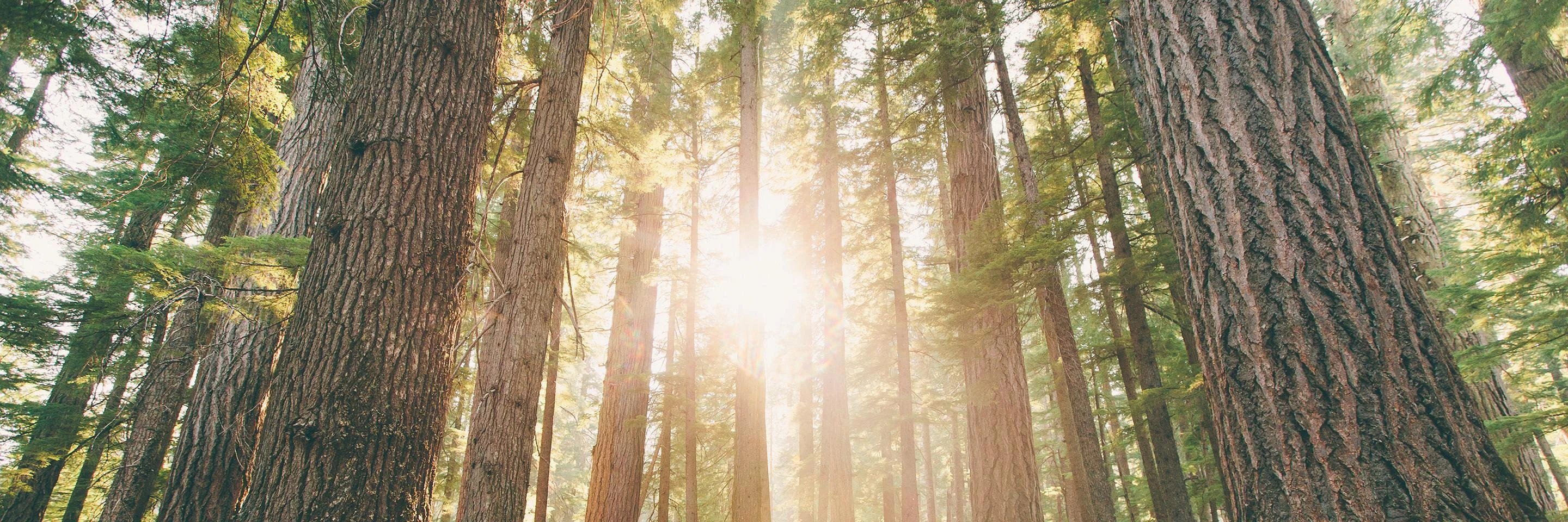 Kirby Kohlmorgen cover