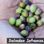 Siyah Zeytin