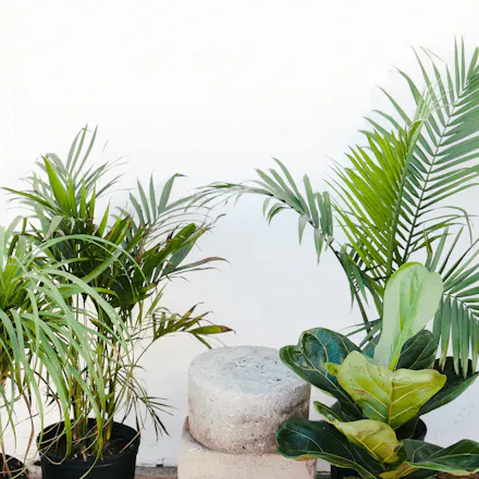 Lively Root gallery image
