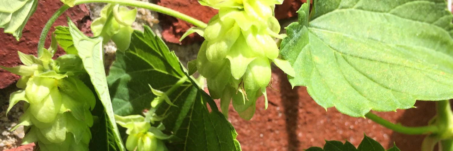 Elliot Volkman cover