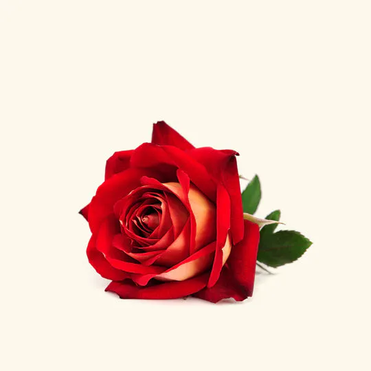 Rose Water  gallery image
