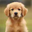 Girl Dog Names