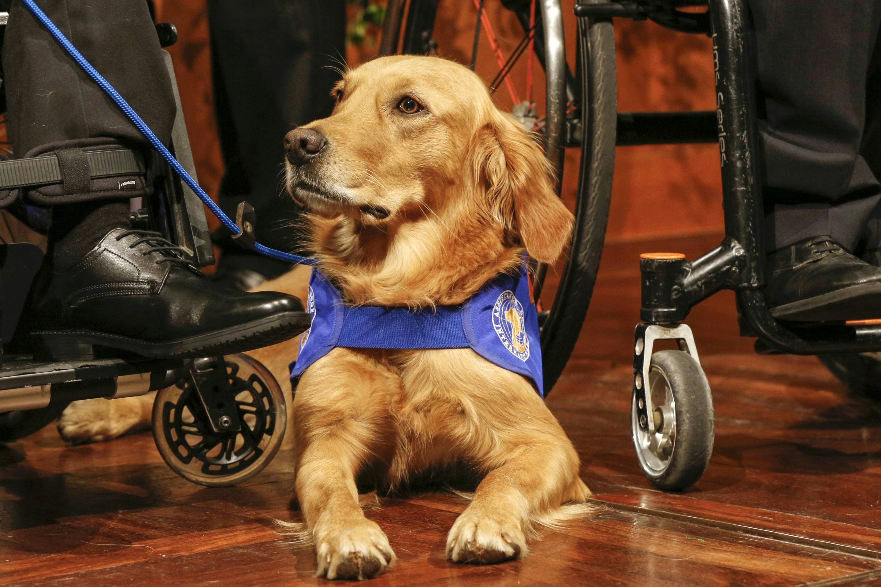 Real ESA Letter gallery image