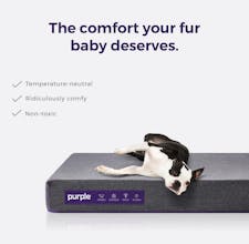 Purple Pet Bed gallery image
