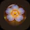 Beheld