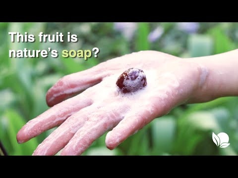 Soapberry Soap gallery image