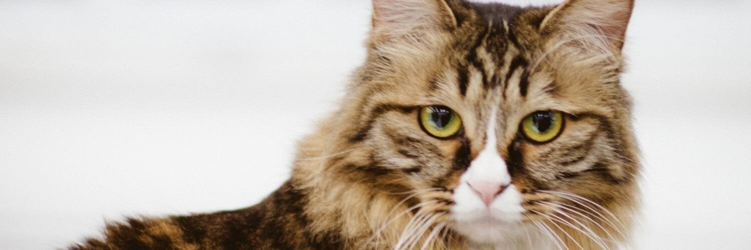 ProductHunt banner for @vic