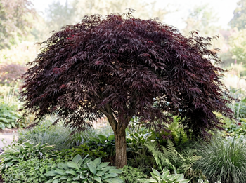 Open Plant Data gallery image