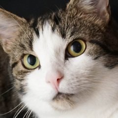 Samy & Mury | The Pet Community