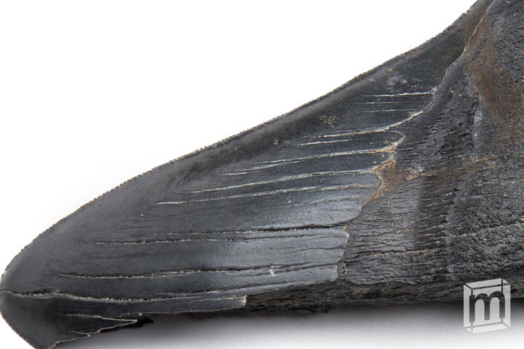 Mini Museum 3 gallery image