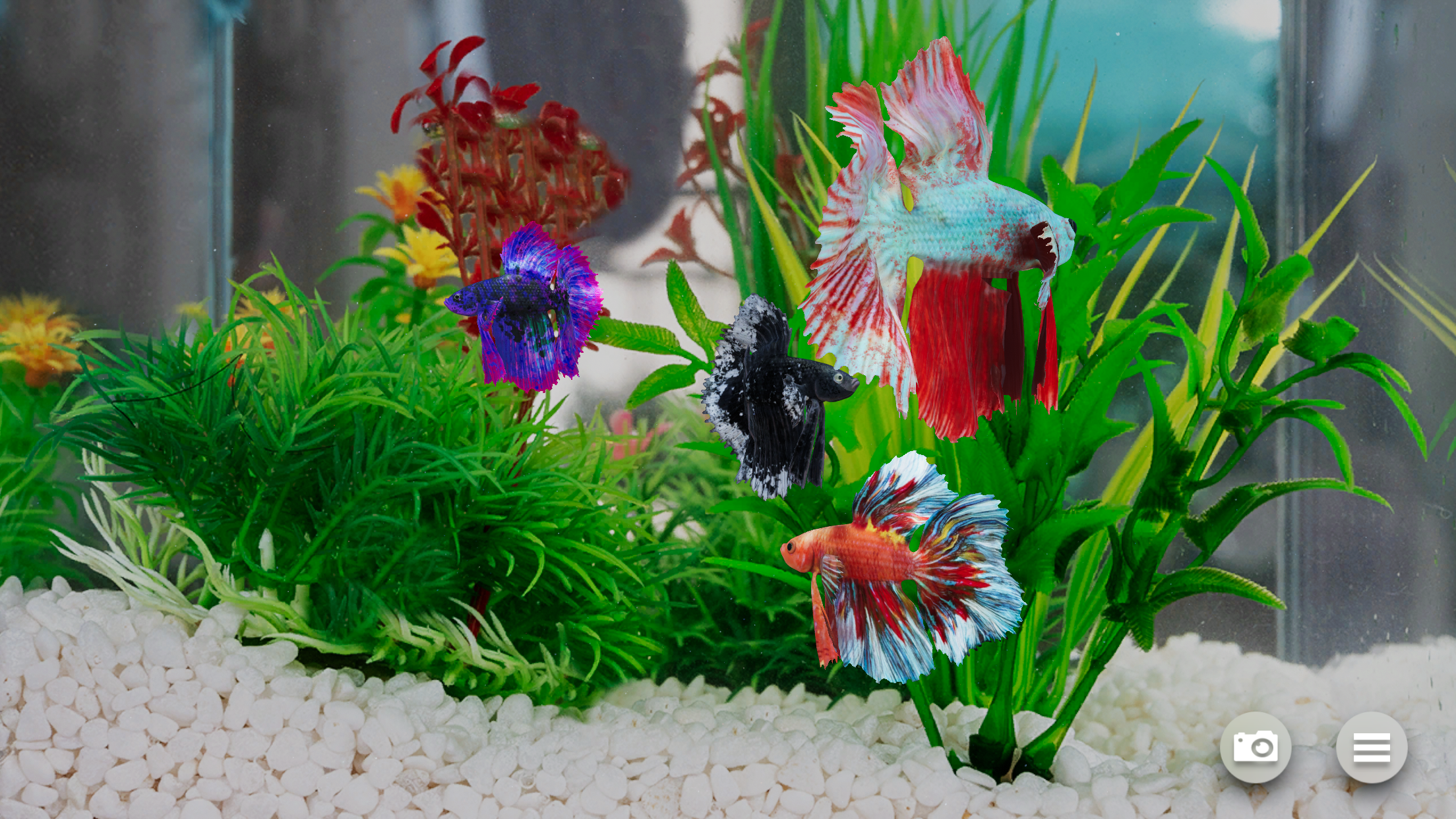 Betta Fish - Virtual Aquarium gallery image