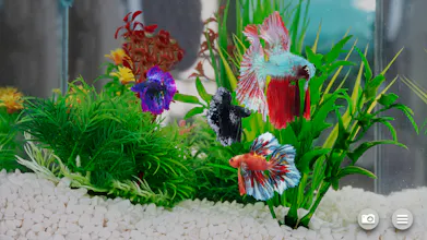 Betta Fish - Virtual Aquarium gallery image