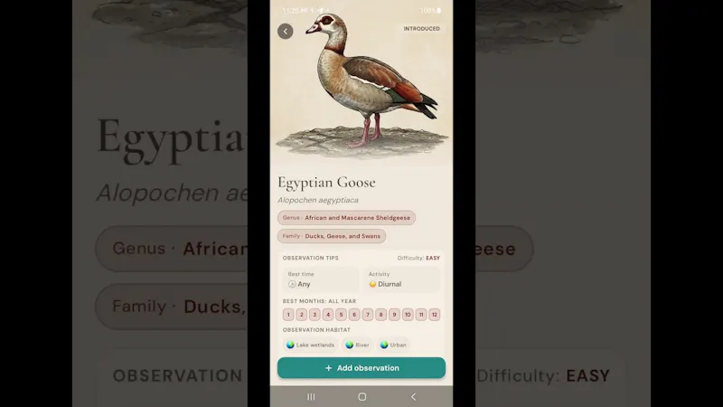 Aves ID - Bird Identifier for Europe screenshot 1 (video preview)