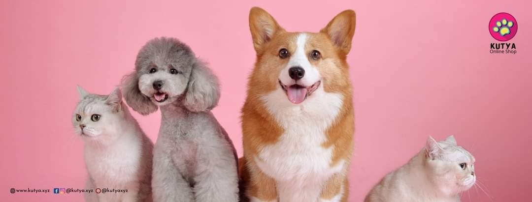 Kutya Online Pet Shop gallery image