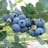 Buy Sweetheart Blueberry Plants