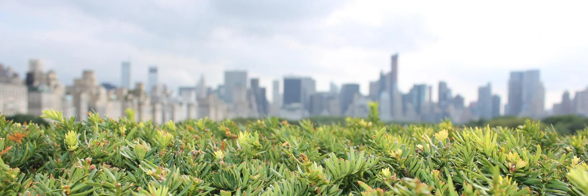 Sanket Chauhan cover