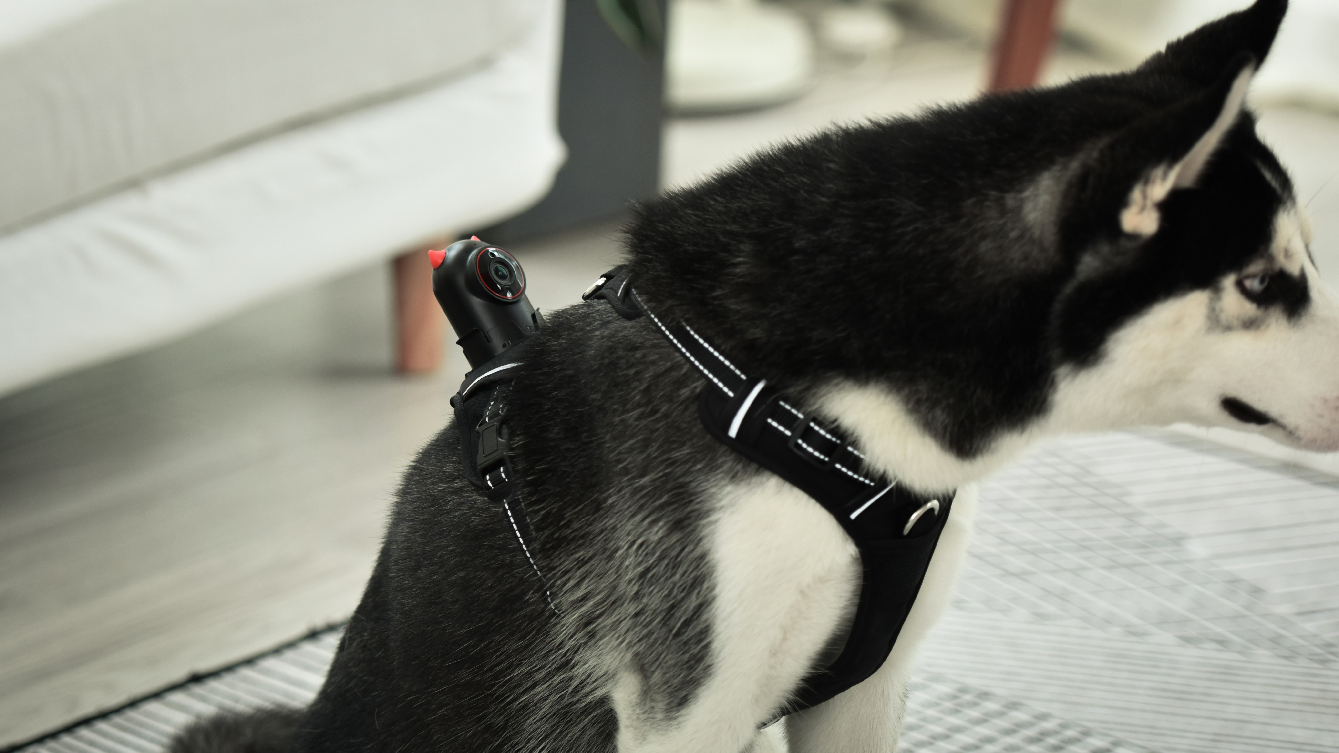 Dog wearable camera