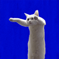 longARcat App