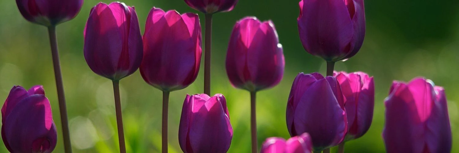 Ni ✌🏾& ❤️ cover