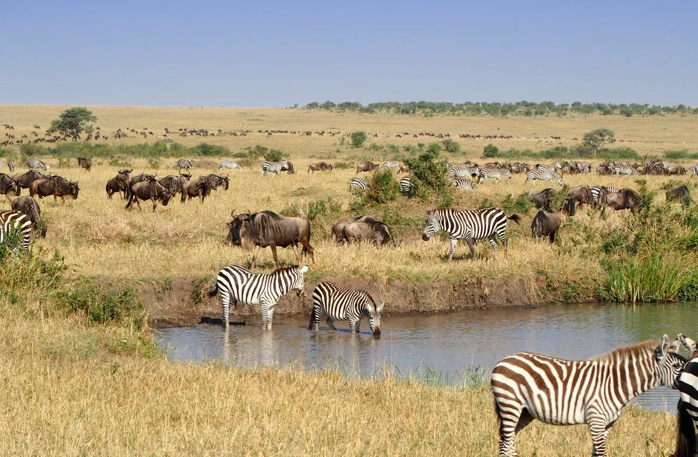 Dav Safaris gallery image