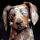 The Digital Dogs