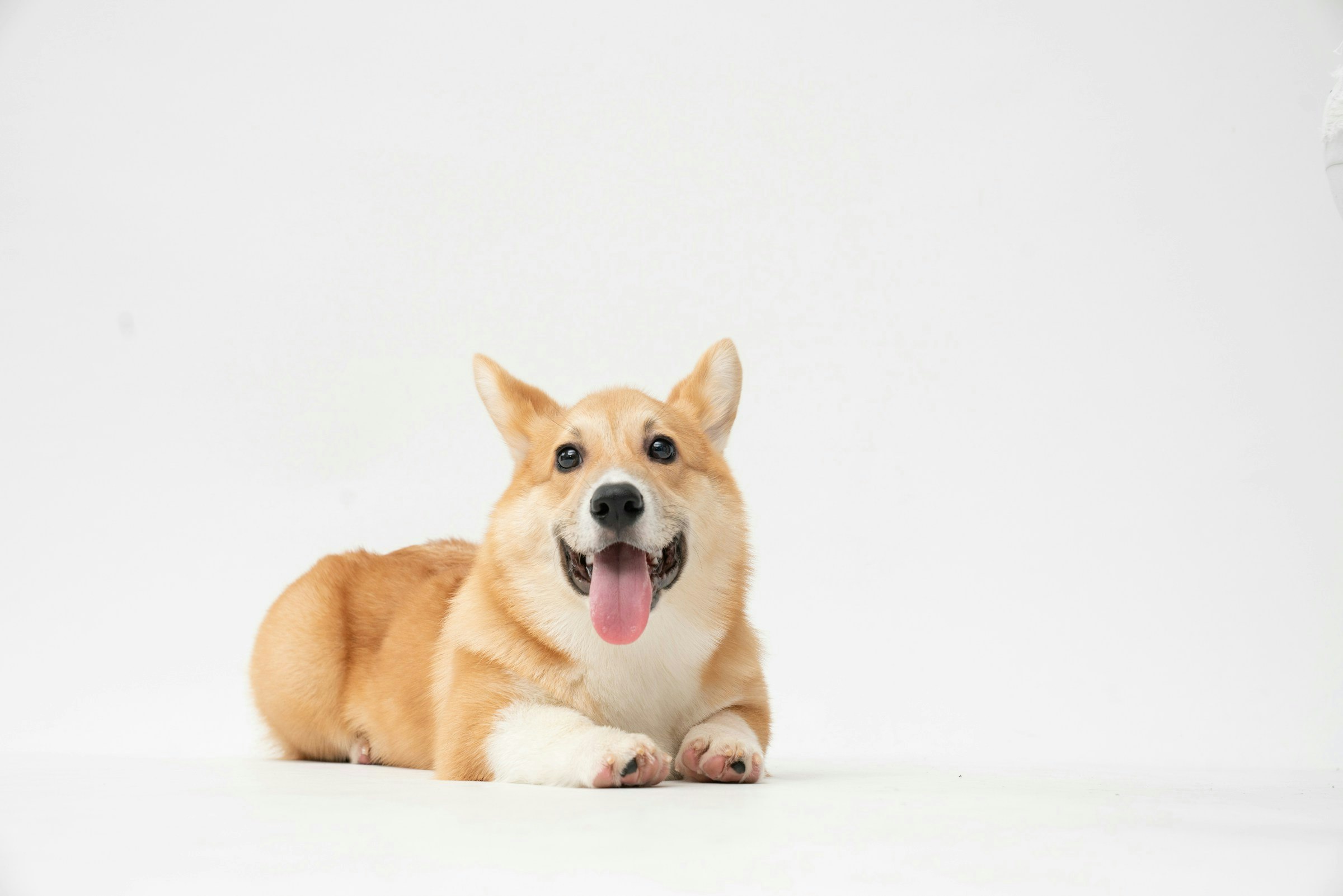 Tail Wag Dog: MEDIA FOR PETS media 3