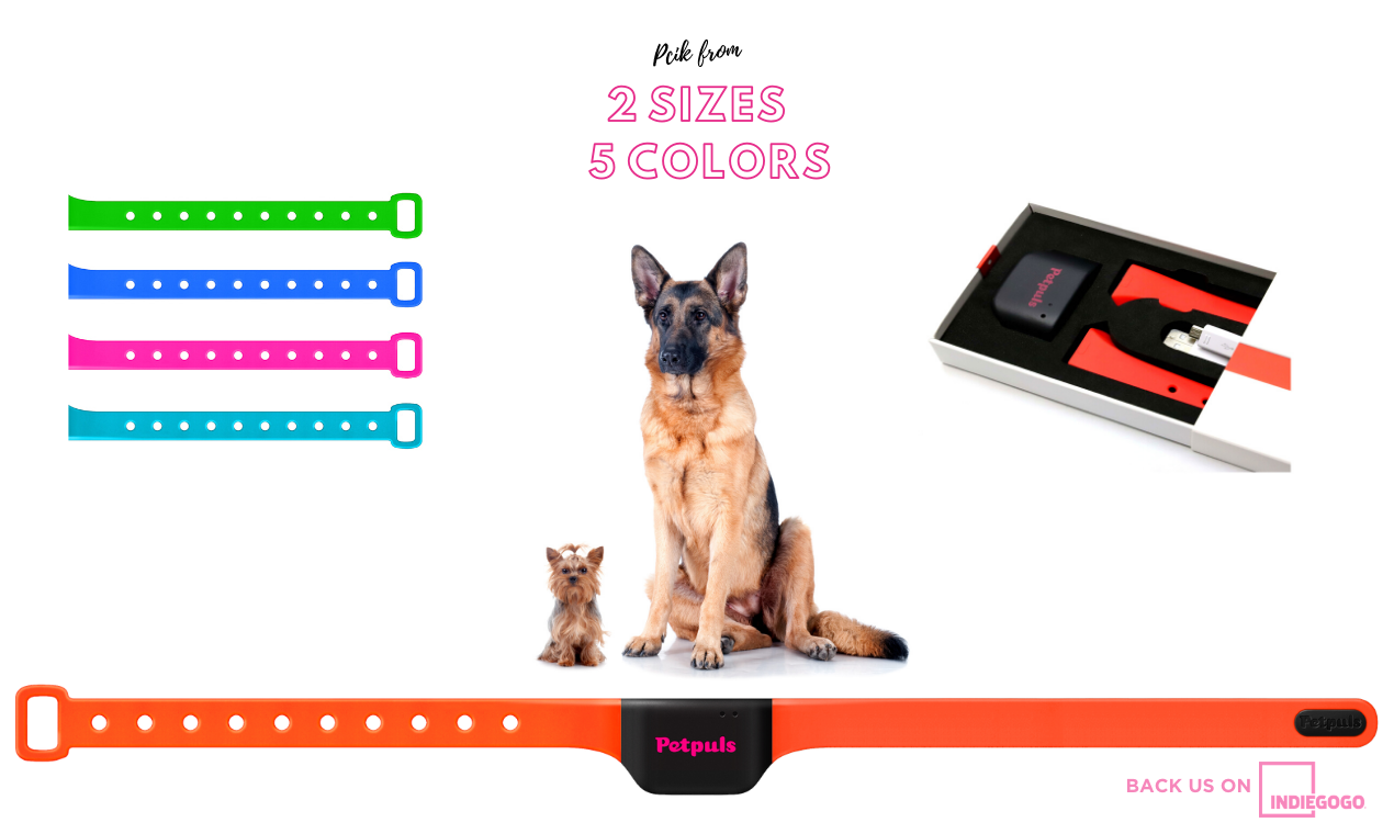 Petpuls: the AI-powered dog collar gallery image