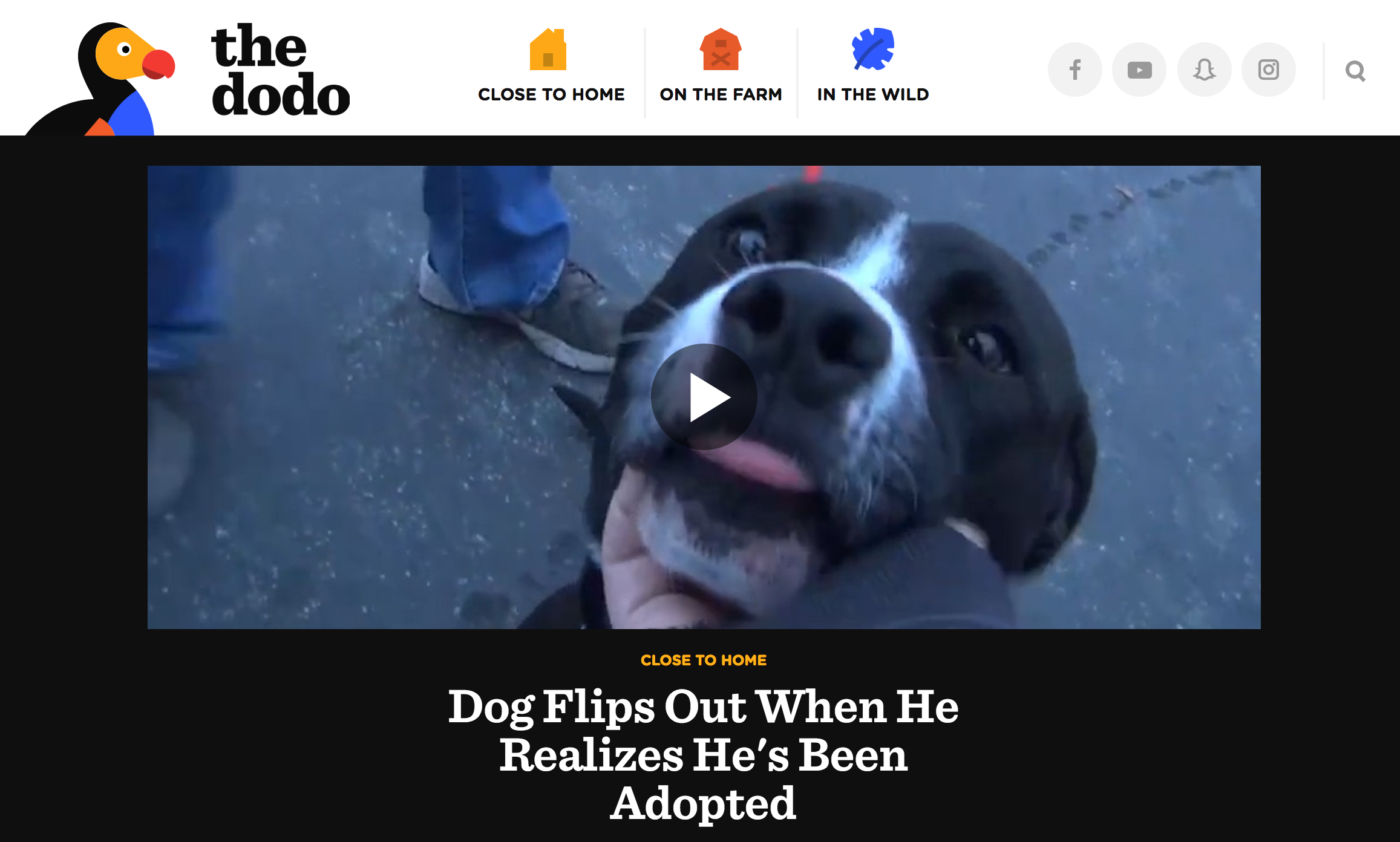 The Dodo gallery image