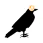 Crypto Ravens