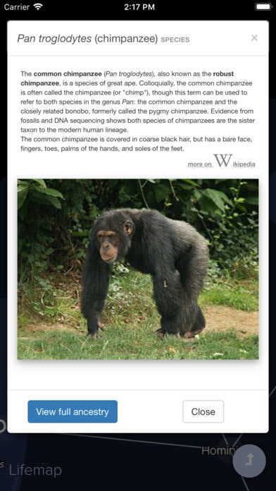 Lifemap - Tree of Life gallery image