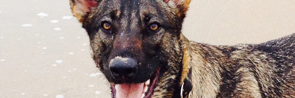 Kevin Groenendaal cover