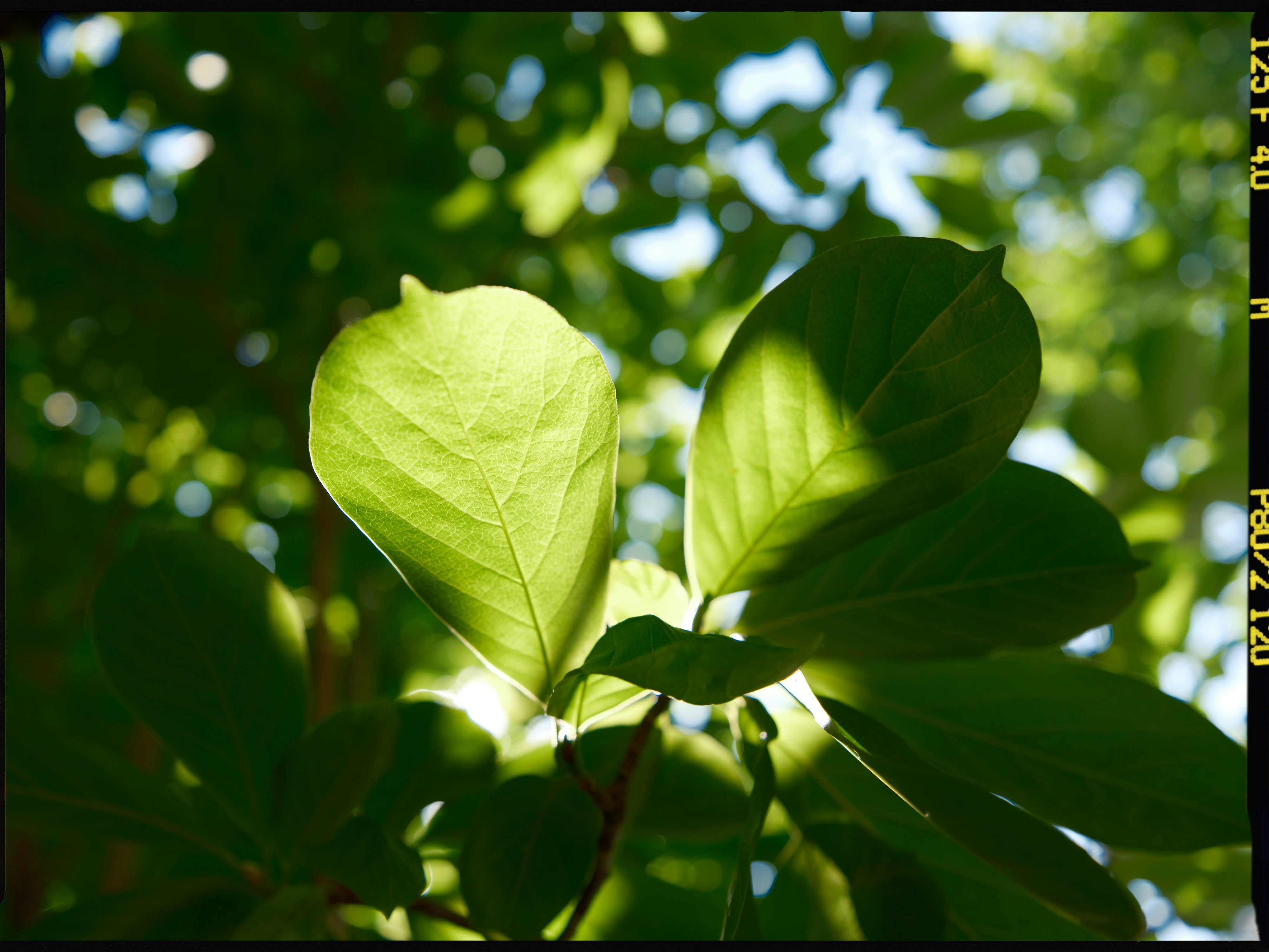 LightShadow: 16-bit Photo Resizer gallery image