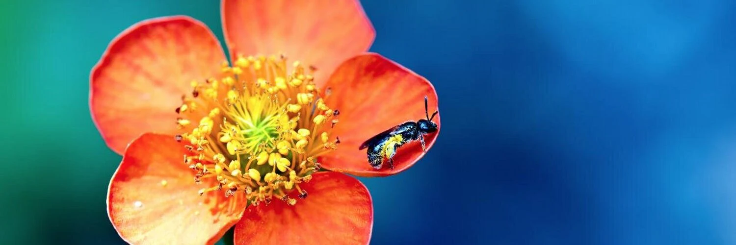 Samantha Zhang cover