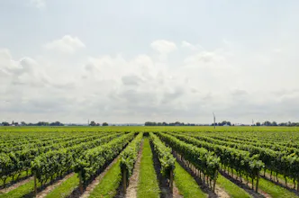 Wine Routes gallery image