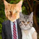 Cat Bomb