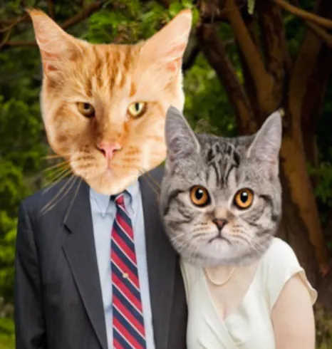 Cat Bomb