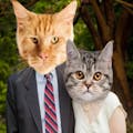 Cat Bomb