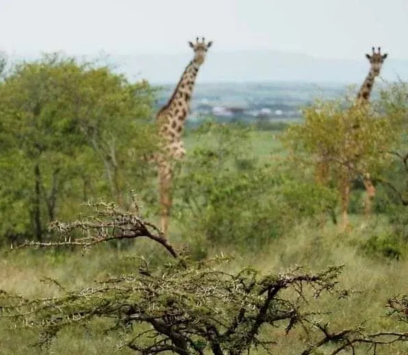 Wildlife Conservation Legacy in Kenya gallery image