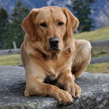 Certify dog as an Emotional Support Dog? gallery image