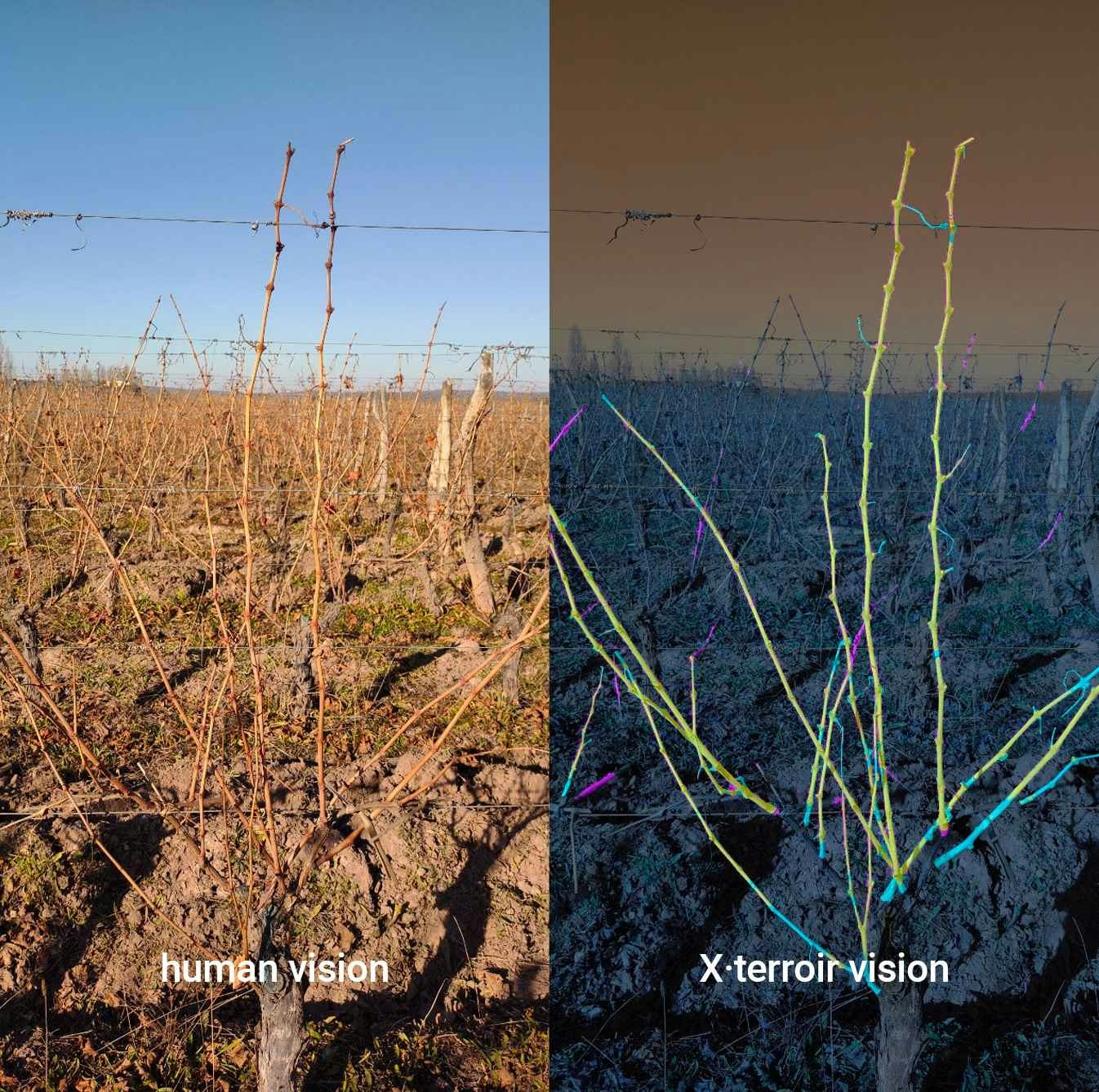 Xterroir media 2